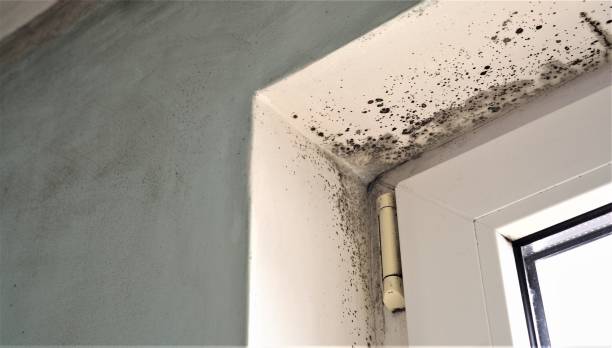  Emerson, GA Mold Removal Pros