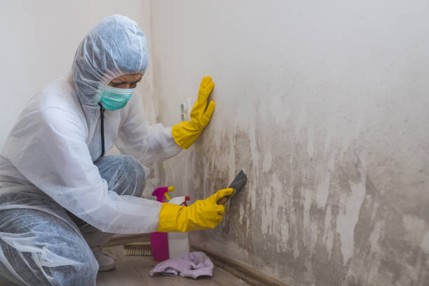 Best Industrial Mold Remediation  in Emerson, GA