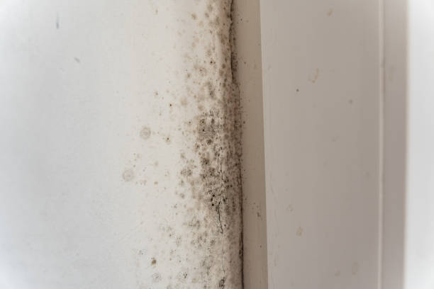 Best Black Mold Removal  in Emerson, GA