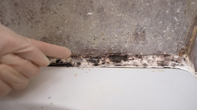 Mold Removal for HVAC Installations in Emerson, GA