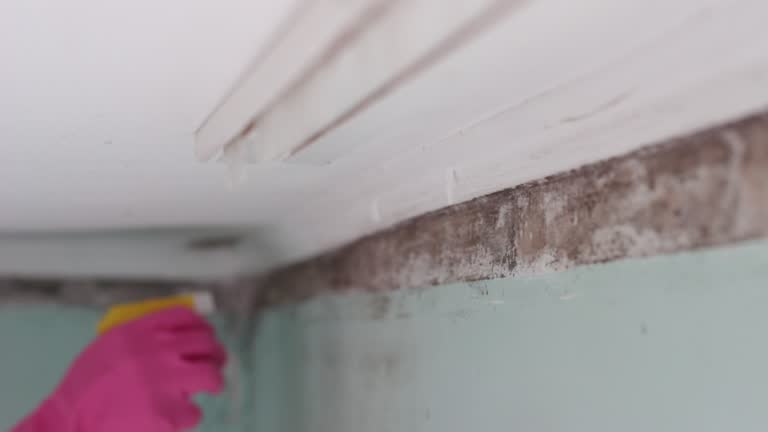 Best Mold Odor Removal Services  in Emerson, GA